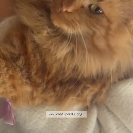 Foto 1/1 Baby’s Chat perdido en Irigny