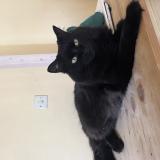 Foto del gato perdido en Lorgues