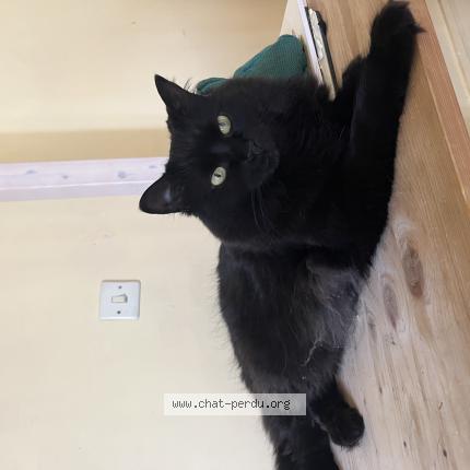 Foto 1/1 Mini Chat perdido en Lorgues