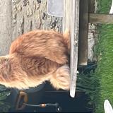 Foto del gato perdido en Boncourt