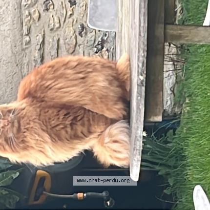 Foto 1/1 Charlie Chat perdido en Boncourt