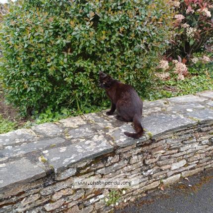 Foto 1/1 Gato encontrado Encontrado en La plaine sur mer