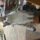 Foto del gato perdido en La Gresle