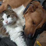 Foto del gato perdido en Vichy