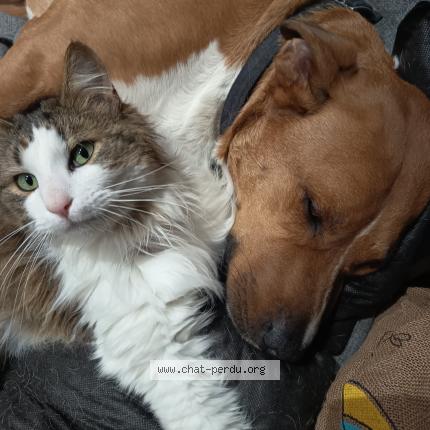 Foto 1/1 Oyo Chat perdido en Vichy