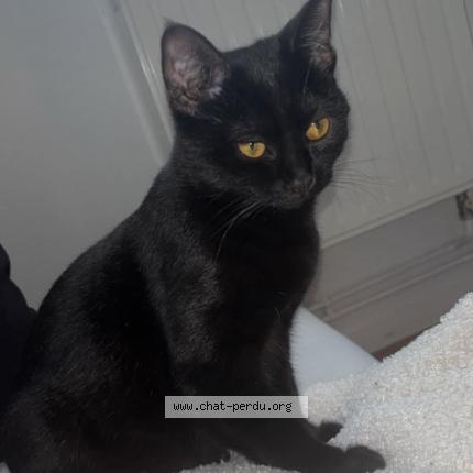 Foto 1/1 Zazie Chat perdido en Lys lez lannoy