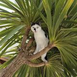 Foto del gato perdido en Allauch