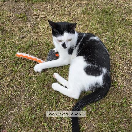 Foto 2/2 MIKADO Chat perdido en Allauch