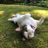 Foto del gato perdido en Quimper