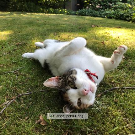 Foto 1/1 Hope Chat perdido en Quimper