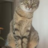 Foto del gato perdido en Chalais