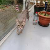 Foto de gato encontrado en Chatellerault