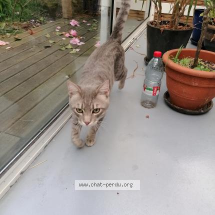 Foto 1/1 Gato encontrado Encontrado en Chatellerault