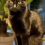 Foto del gato perdido en Saint Germain Les Corbeil