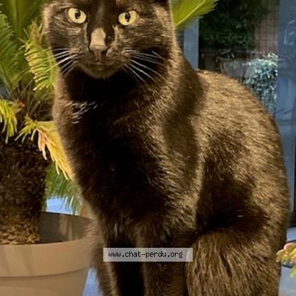 Foto 1/1 NALA Chat perdido en Saint germain les corbeil