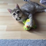 Foto del gato perdido en Royan