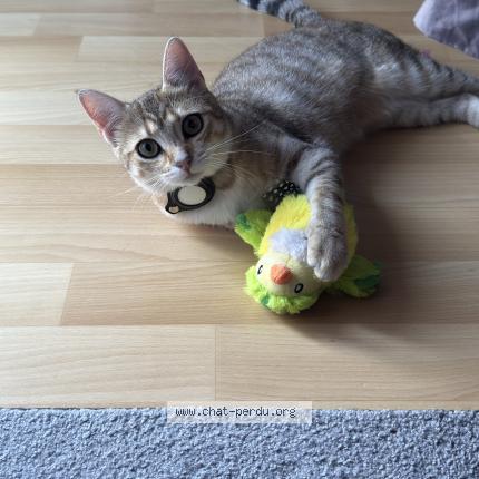 Foto 1/1 Gaia Chat perdido en Royan