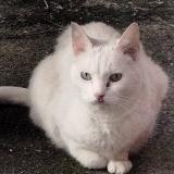 Foto de gato encontrado en Marseille