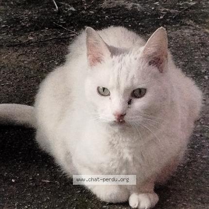 Foto 1/1 Gato encontrado Encontrado en Marseille