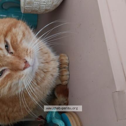 Foto 1/1 Gato encontrado Encontrado en Tourcoing