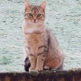 Foto del gato perdido en Thizy Les Bourgs