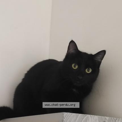 Foto 1/1 Loki Chat perdido en Poitiers