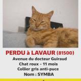Foto del gato perdido en Lavaur