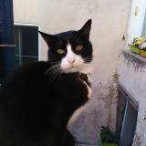 Foto del gato perdido en Orgon