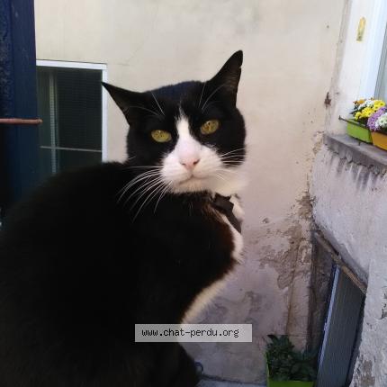 Foto 1/1 Emir Chat perdido en Orgon