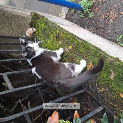 Foto 1/1 Gato encontrado Encontrado en St chamond