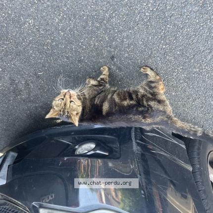 Foto 1/1 Gato encontrado Encontrado en Houilles