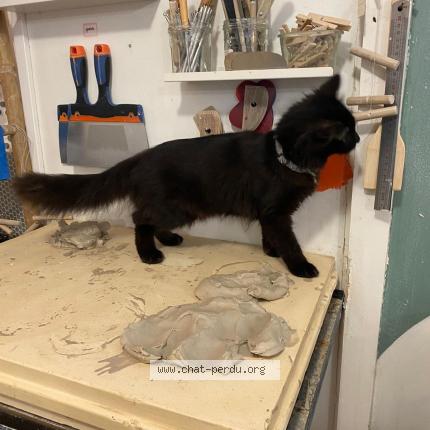 Foto 1/1 Gato encontrado Encontrado en Asnieres sur seine