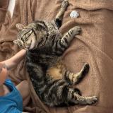 Foto de gato encontrado en Vence