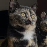 Foto del gato perdido en Bouloc