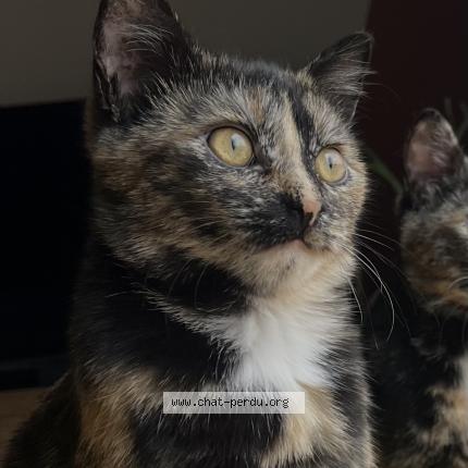 Foto 1/1 Zuri Chat perdido en Bouloc