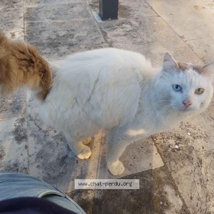 Foto 2/2 Gato encontrado Encontrado en Les cotes d arey