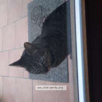 Foto 1/1 Gato encontrado Encontrado en Bruxelles