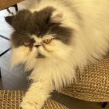 Foto del gato perdido en Saint Gilles