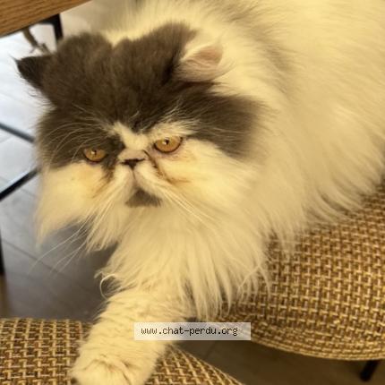 Foto 1/4 Olaf Chat perdido en Saint gilles