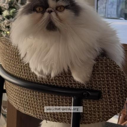 Foto 2/4 Olaf Chat perdido en Saint gilles