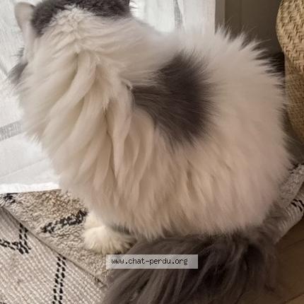 Foto 4/4 Olaf Chat perdido en Saint gilles