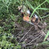 Foto de gato encontrado en Borderes