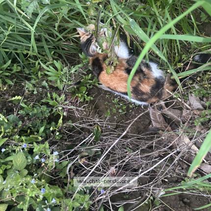 Foto 1/1 Gato encontrado Encontrado en Borderes