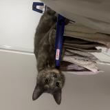 Foto del gato perdido en Checy