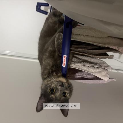 Foto 1/1 Nabi Chat perdido en Checy