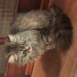 Foto de gato encontrado en Plesse