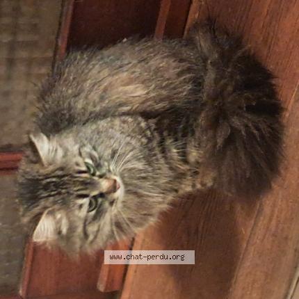 Foto 1/1 Gato encontrado Encontrado en Plesse