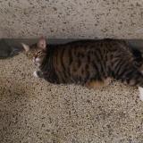 Foto de gato encontrado en Grenoble