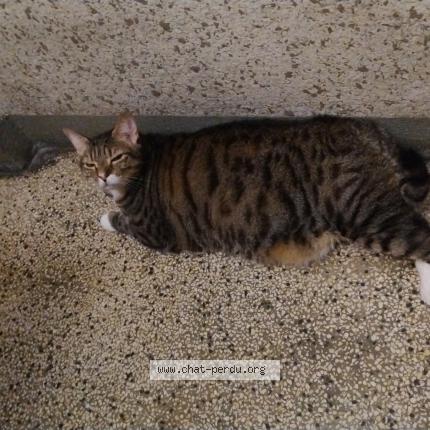 Foto 1/1 Gato encontrado Encontrado en Grenoble