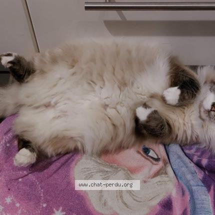 Foto 2/2 Woody Chat perdido en Ampsin